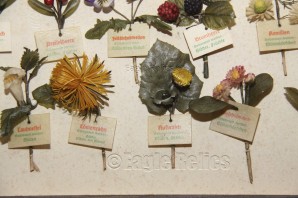 Full sample set of Wachspapierblume – WHW Healing Herbs image 7